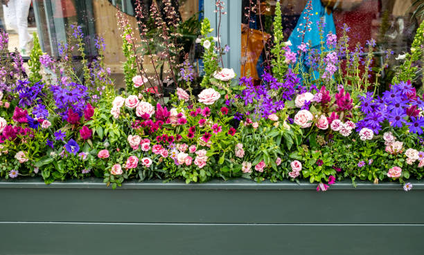 Close up of colourful flowers and blooms growing in a window box