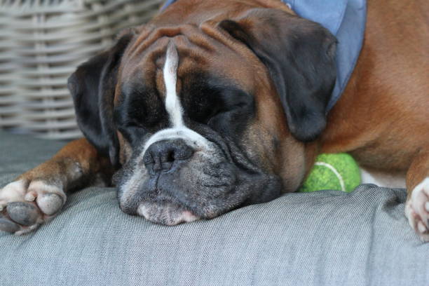 Sleeping Boxer sacked out and exhausted after playing ball