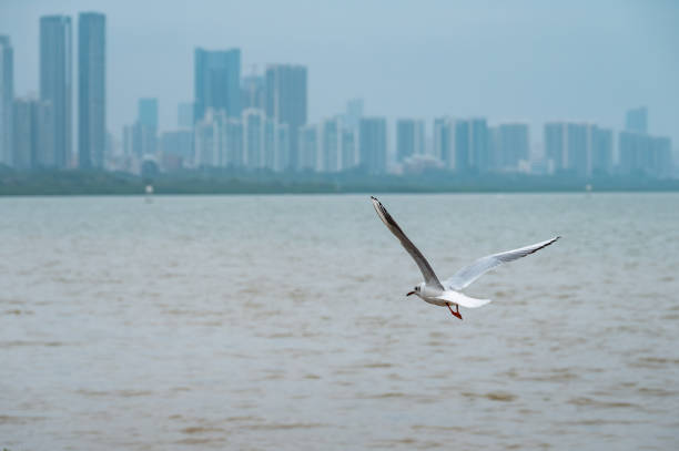 A seagull flies in Shenzhen Bay, Guangdong Province, China.