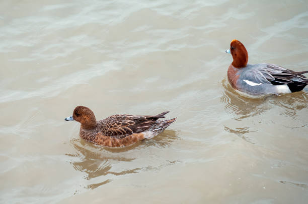 istock Two teal ducks swimming in the water 2155618111