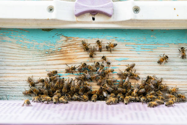 Bees teamwork in wooden hive.