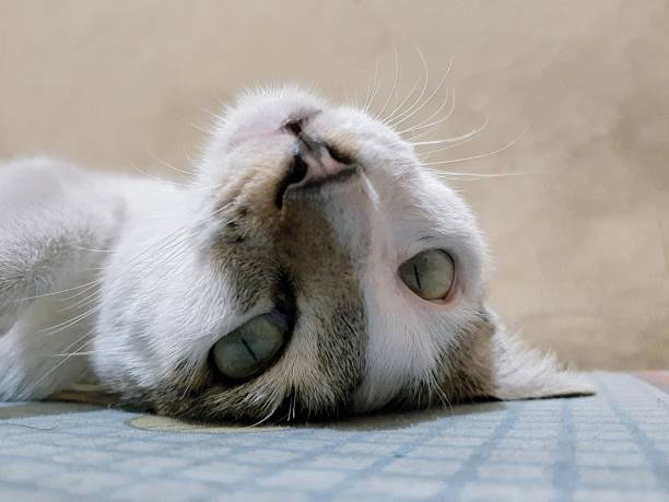 A cat lying on a bed upside down and looks at the camera
