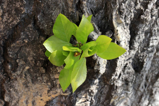 istock Young budding poplar leaves on a large old trunk in the spring 2155619780