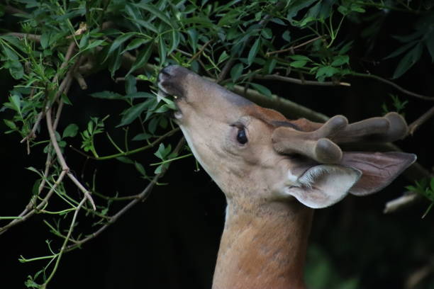 istock young male stag buck deer antlers standing looking watching 2155619994