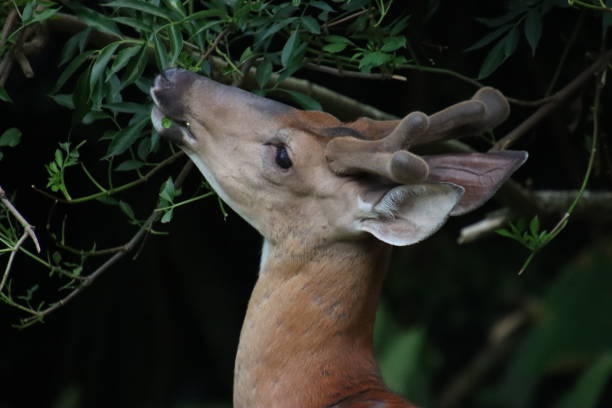 istock young male stag buck deer antlers standing looking watching 2155620004