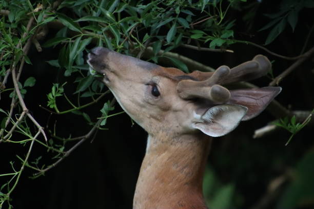 istock young male stag buck deer antlers standing looking watching 2155620010