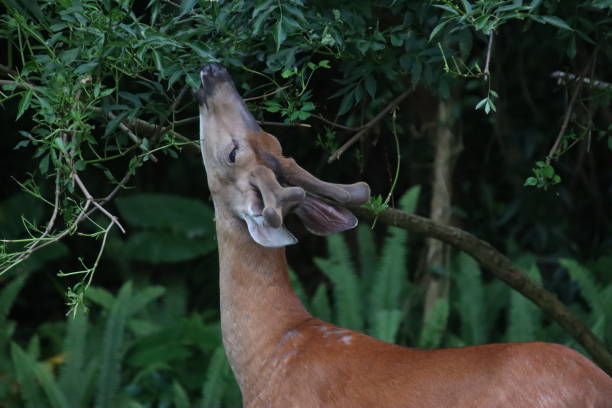 young male stag buck deer antlers standing looking watching