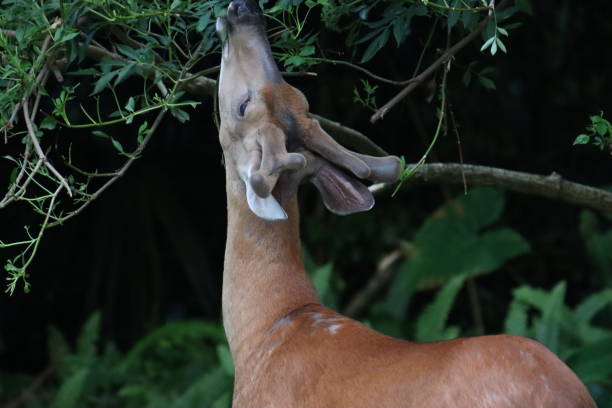 istock young male stag buck deer antlers standing looking watching 2155620053
