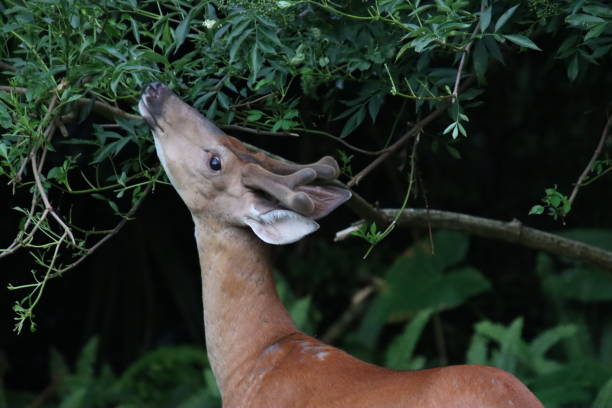istock young male stag buck deer antlers standing looking watching 2155620055