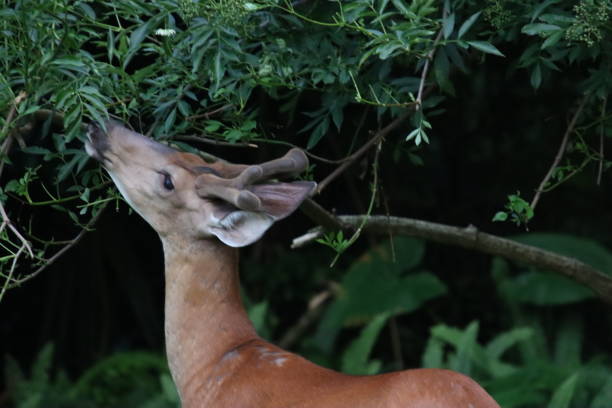 istock young male stag buck deer antlers standing looking watching 2155620062
