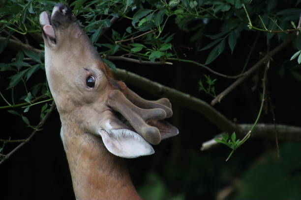 istock young male stag buck deer antlers standing looking watching 2155620081