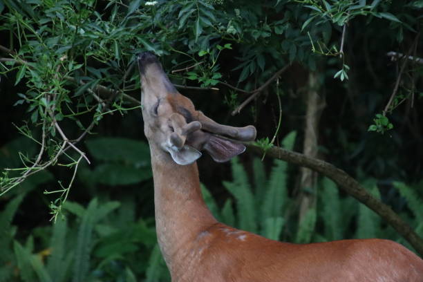 istock young male stag buck deer antlers standing looking watching 2155620134