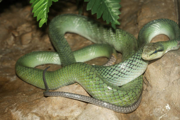 istock Close up head red tailed rat snake in garden 2155621201