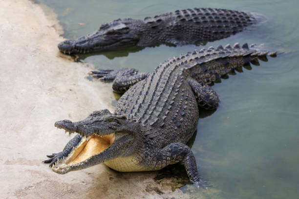 istock Close up salt crocodile is show head in river 2155621214