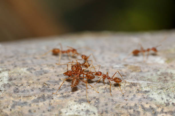 istock Close up red ant on tree in nature background at thailand 2155621218