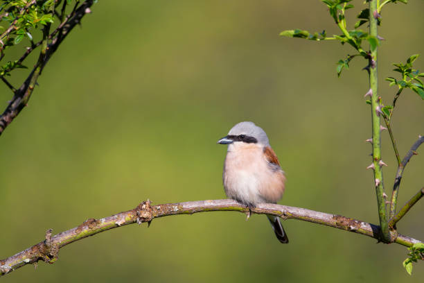 istock Male red backed shrike perched on a branch. 2155622196