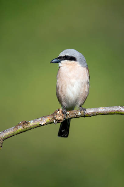 istock Male red backed shrike perched on a branch. 2155622197