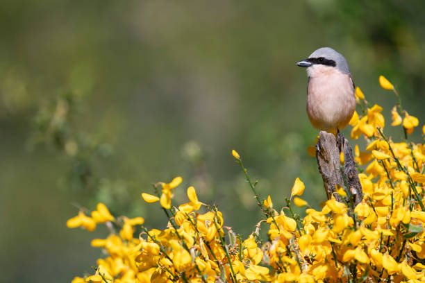 istock Male red backed shrike perched on a branch. 2155622217