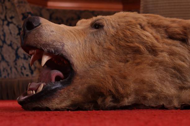 istock Head of a stuffed bear on the ground 2155622519