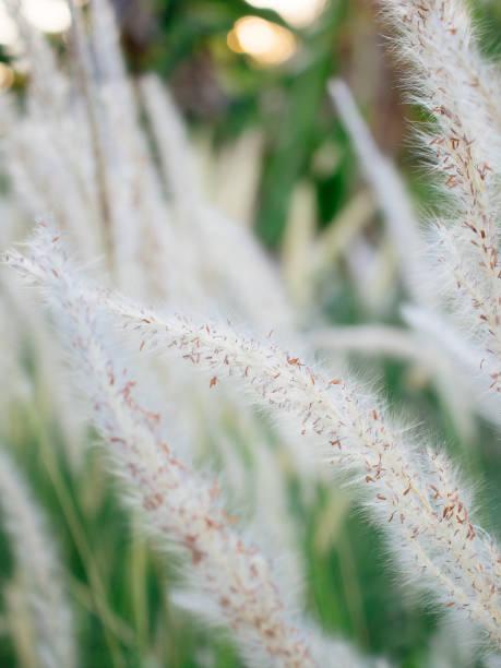 istock beautiful grass flower 2155623590