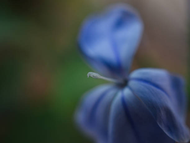 istock violet flower in Thailand 2155624520