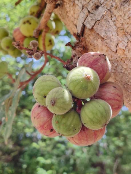 istock Ficus racemosa fruits 2155624787