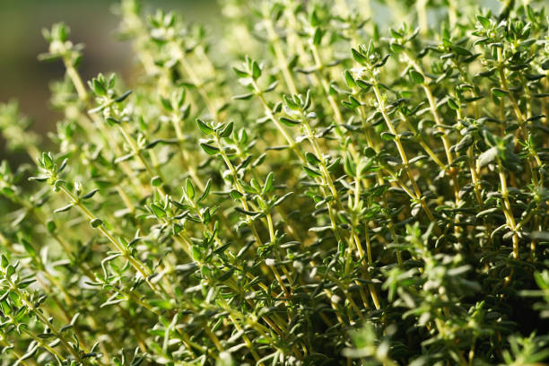 istock Fresh thyme herb growing outdoors on a garden in sunlight 2155625470