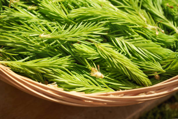 Young spruce tree tips harvested in spring in a wicker basket - ingredient for homemade herbal syrup