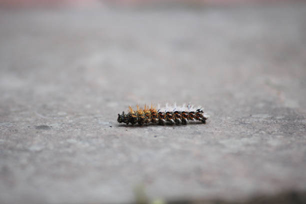 A Question Mark - Polygonia interrogationis larva out for a walk