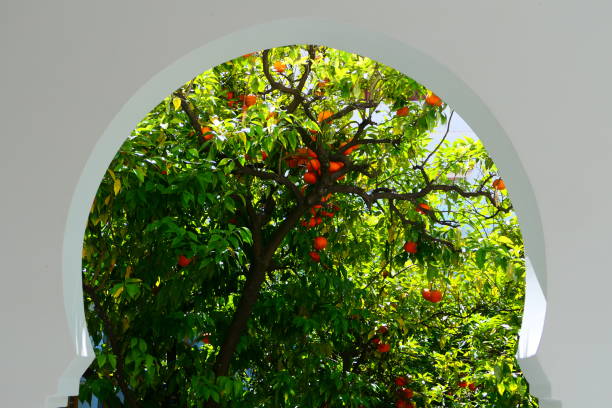 The orange garden, Tangier, Morocco