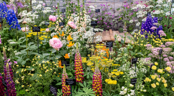 Beautiful multi coloured wildflowers growing in a rural garden