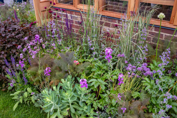 istock Wildflowers and plants in a garden 2155629990