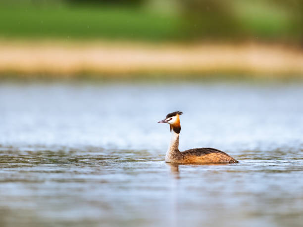 istock Great crested grebe (Podiceps cristatus) swimming in a calm lake 2155633685