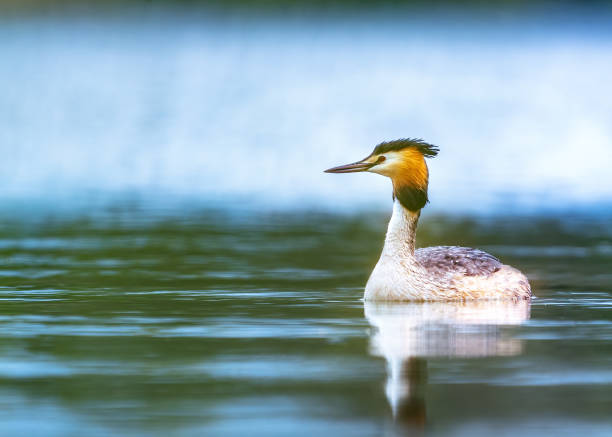istock Great crested grebe (Podiceps cristatus) swimming in a calm lake 2155633779