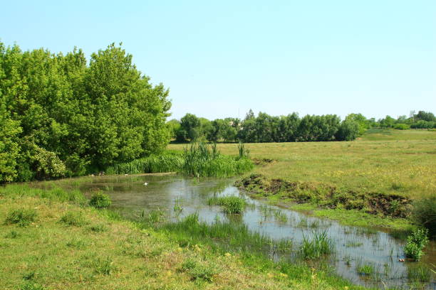 istock A stream of water surrounded by grass and trees 2155634118
