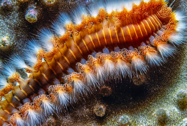 Hermodice carunculata, the bearded fireworm, is a type of marine bristleworm belonging to the Amphinomidae family