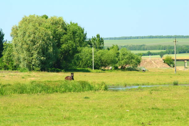 A horse in a field. Grass. Outdoor. Tree. Sky. Field