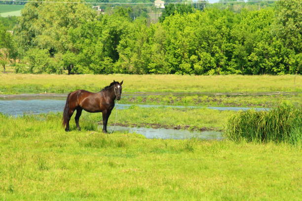 A horse standing in a field. Grass. Tree. Outdoor. Field. Horse