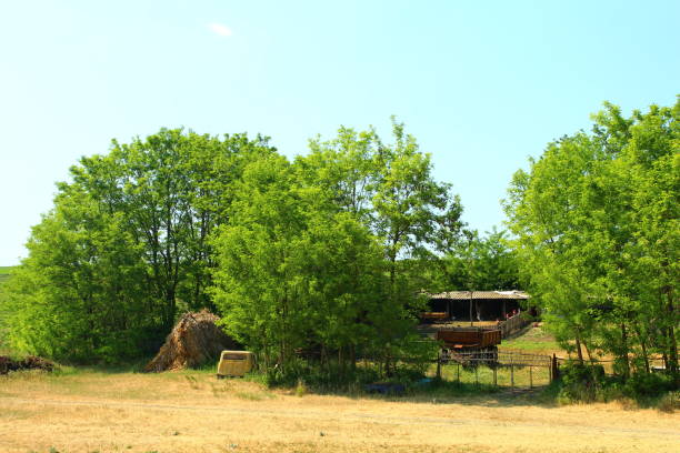 A house in a wooded area. Tree. Outdoor. Sky. Grass. Field
