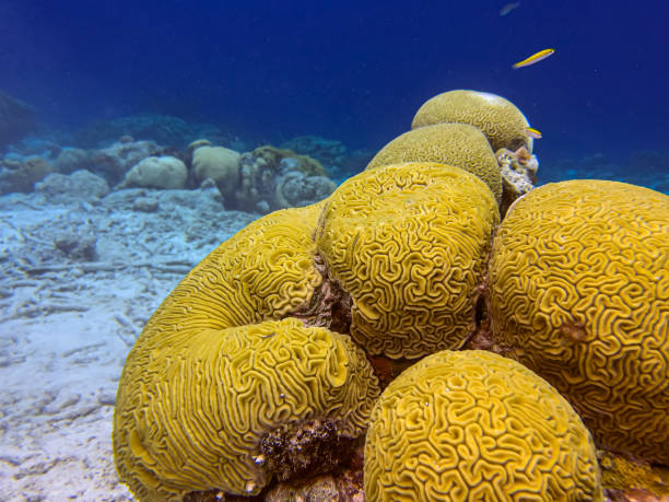istock Caribbean coral garden 2155634332