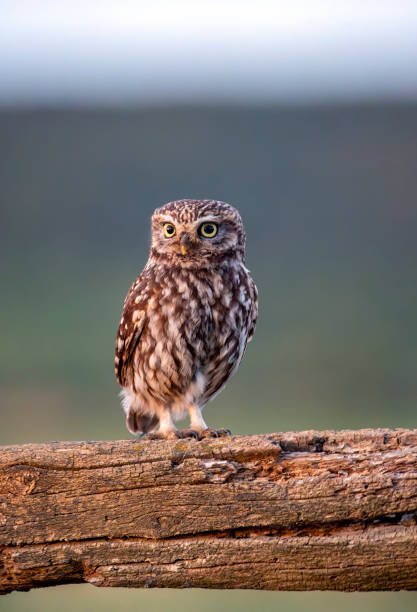 istock A little owl perched on a wooden beam. 2155636763