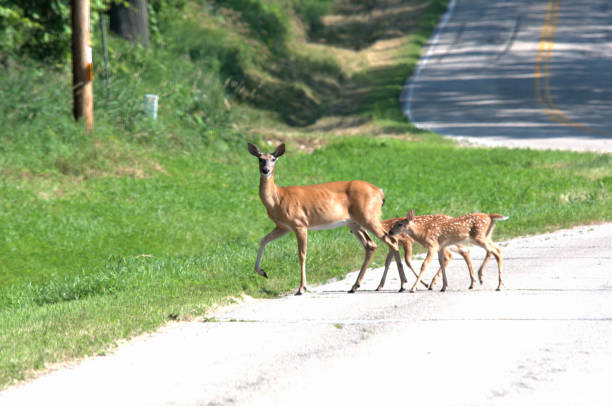 istock Doe and Two Fawns 2155637039