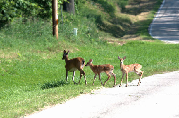 istock Doe and Two Fawns 2155637047