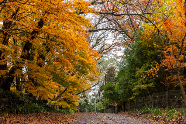 istock Autumn street in village, background with copy space 2155637211