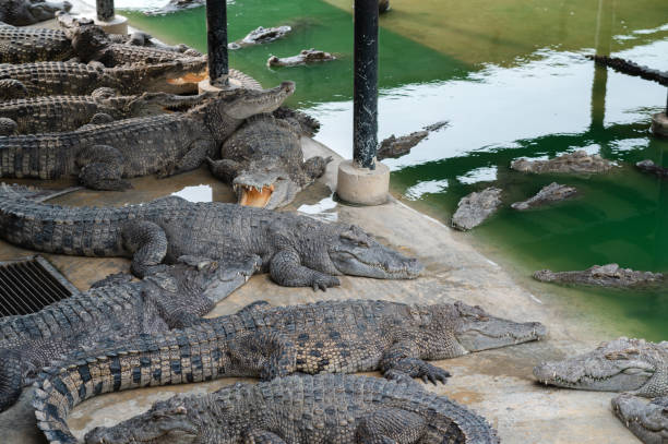 istock Numerous crocodiles were resting on the farm. 2155637274