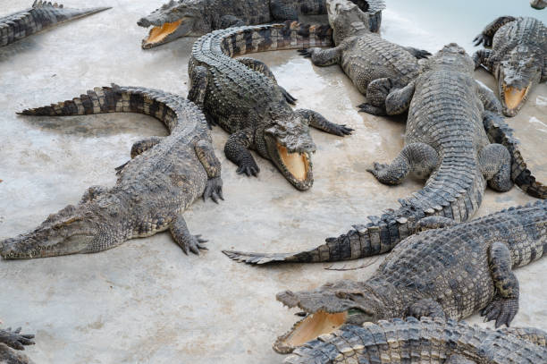 istock Numerous crocodiles were resting on the farm. 2155637282