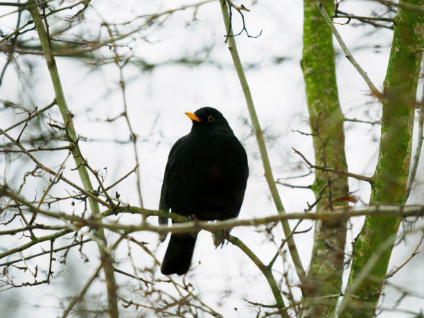 female blackbird