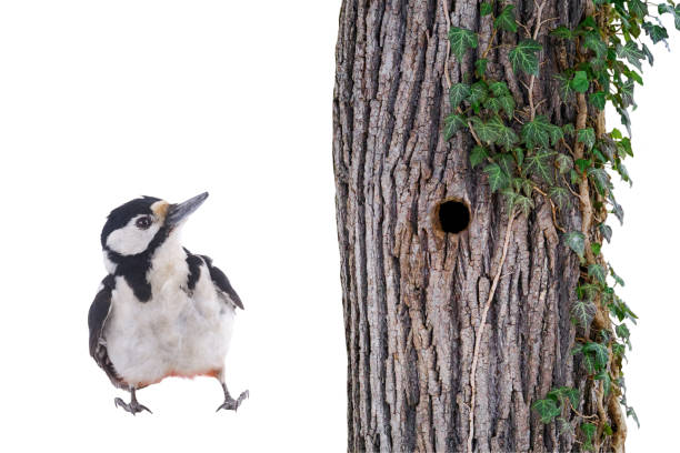 Great spotted woodpecker (Dendrocopos major) against the background of a tree with a hollow and ivy isolated on a white background