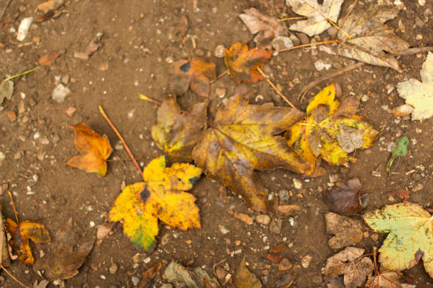 Walking through the middy forest paths around Hertford through the leaves and branches as the colder months of the year wrap themselves around the world