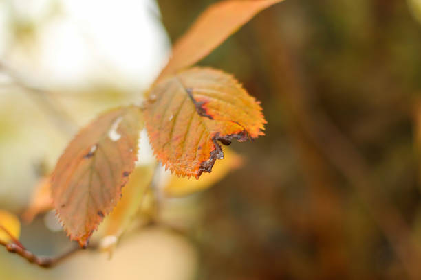 Walking through the middy forest paths around Hertford through the leaves and branches as the colder months of the year wrap themselves around the world